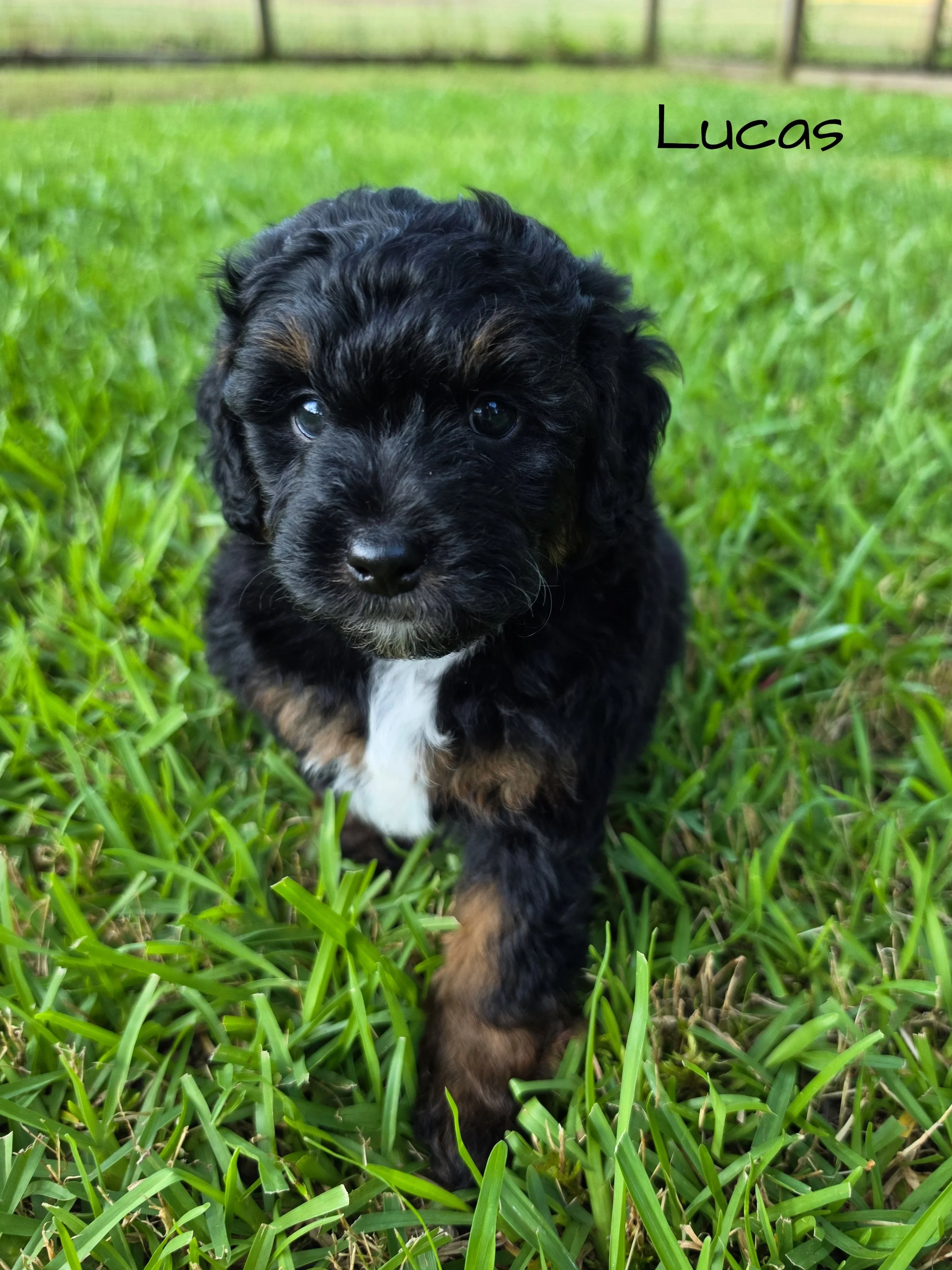 Available Puppies — Steel City Puppies